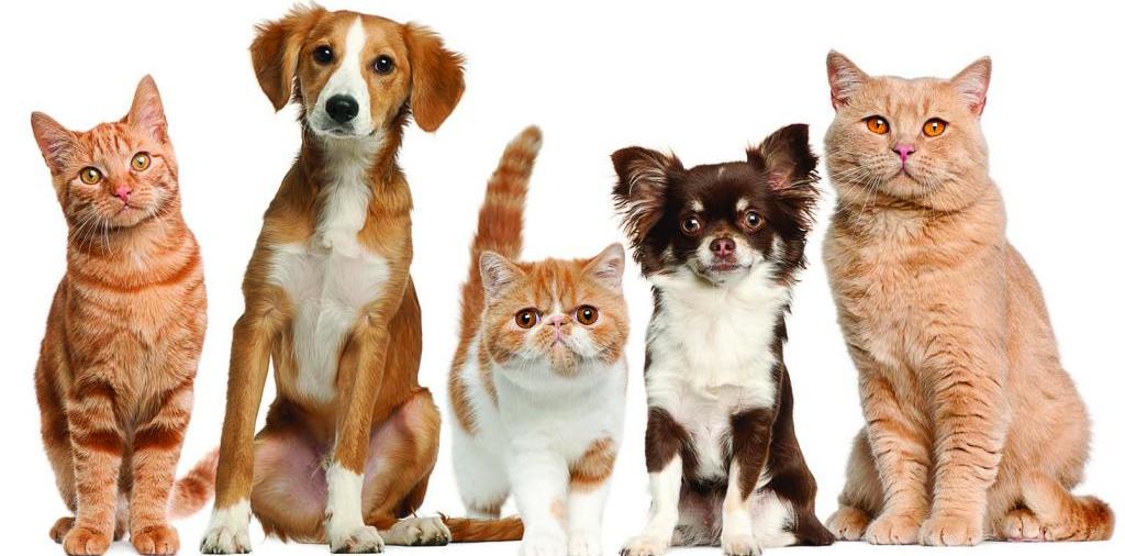 Доска объявлений о животных | ЗооТом - продажа, вязка и услуги для животных в Невеле