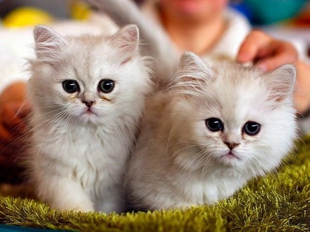 Породы кошек в Невеле | ЗооТом портал о животных