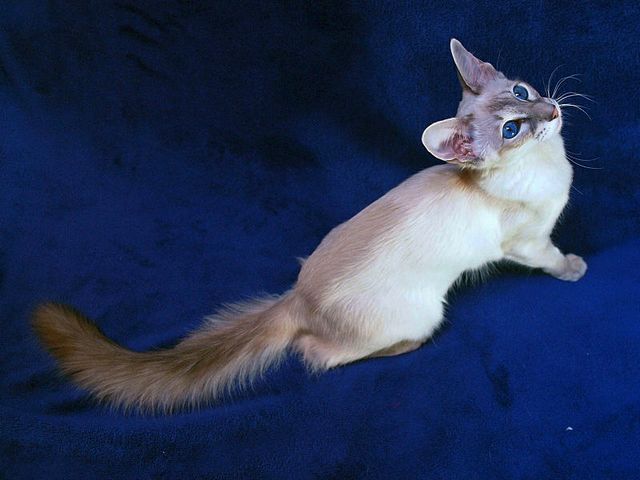 Выведенные породы кошек в Невеле | ЗооТом портал о животных