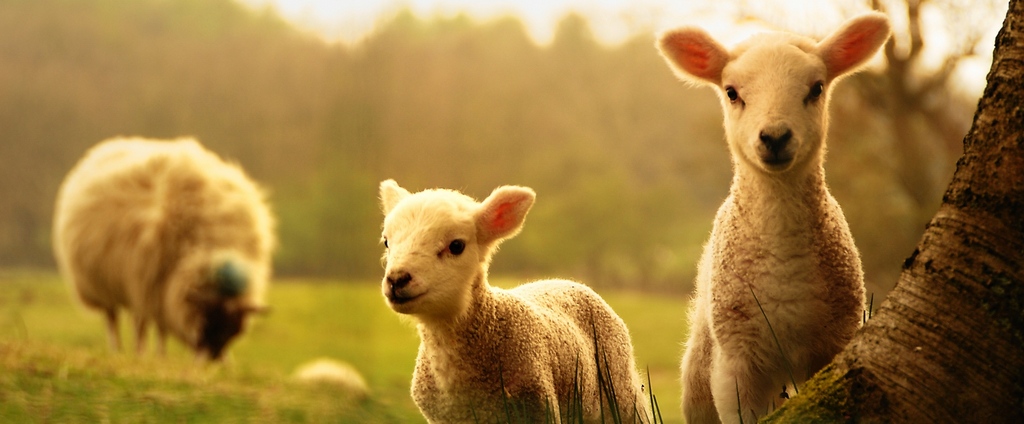 Объявления о сельскохозяйственных животных | ЗооТом - продажа, вязка и услуги для животных в Невеле