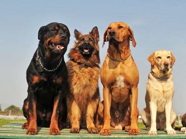 Крупные породы собак в Невеле | ЗооТом портал о животных